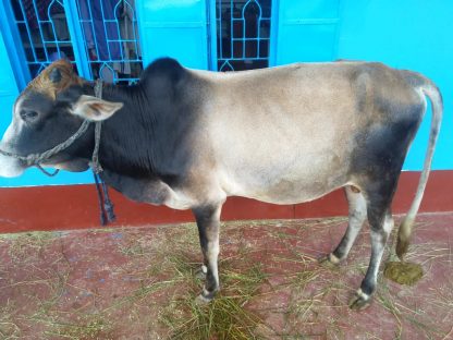Qurbani (Udhiya) 2025 - Image 3