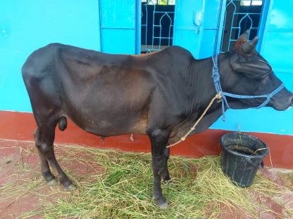 Qurbani (Udhiya) 2025 - Image 4