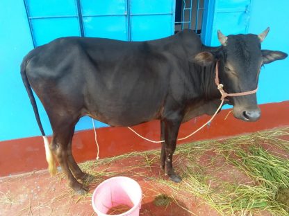 Qurbani (Udhiya) 2025 - Image 2