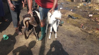 Qurbani (Udhiya) 2025 - Image 5